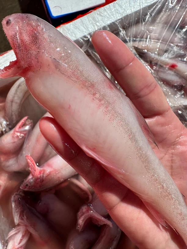 广东湛江 豆腐鱼 龙头鱼 5斤