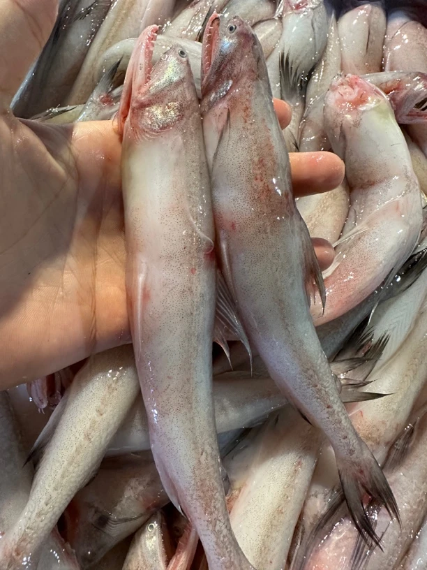 广东湛江 豆腐鱼 5斤 顺丰包邮