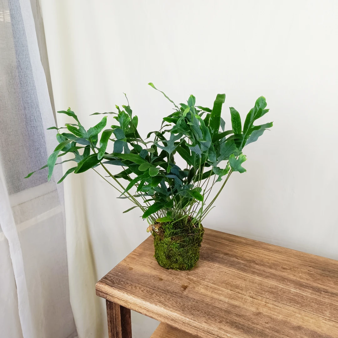 【有骨气】蓝星水龙骨蕨蓝星蕨盆栽老桩室内客厅绿植物四季好养活