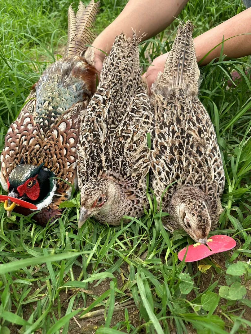 【1公2母到手3只】户外散养山鸡母鸡1斤半左右公鸡2斤半左右发货