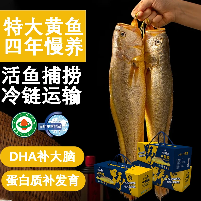 定海湾4年有机无抗深海野化大黄鱼2.0斤-2.2斤新鲜海水产现捕现捞