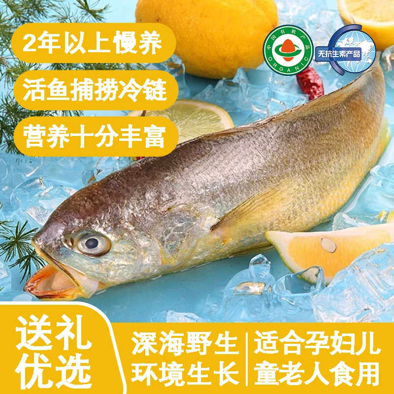 定海湾1.4斤-1.6斤纯野生习性大黄鱼鲜美海鲜2年慢养野化大黄鱼