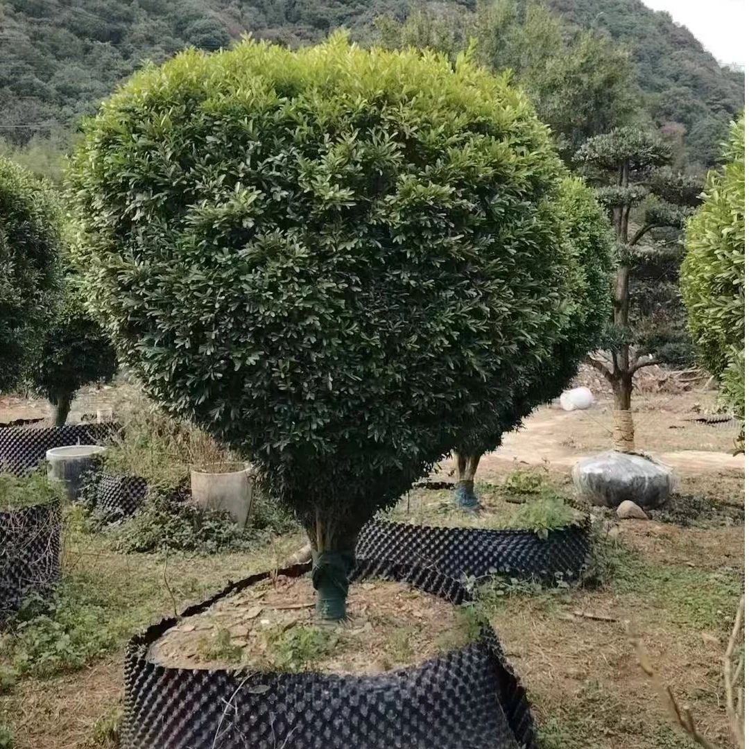 精品雀舌黄杨球庭院别墅绿植四季常绿盆栽地栽基地直发绿化