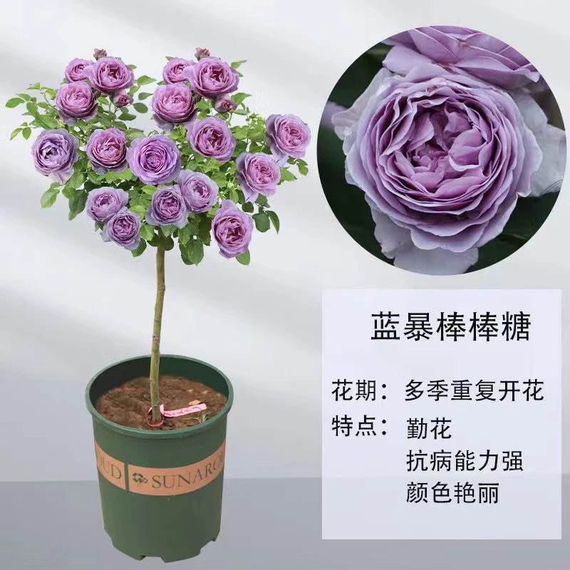 【蓝色风暴棒棒糖】盆栽阳台庭院多季开花花卉浓香多花蔷薇月季