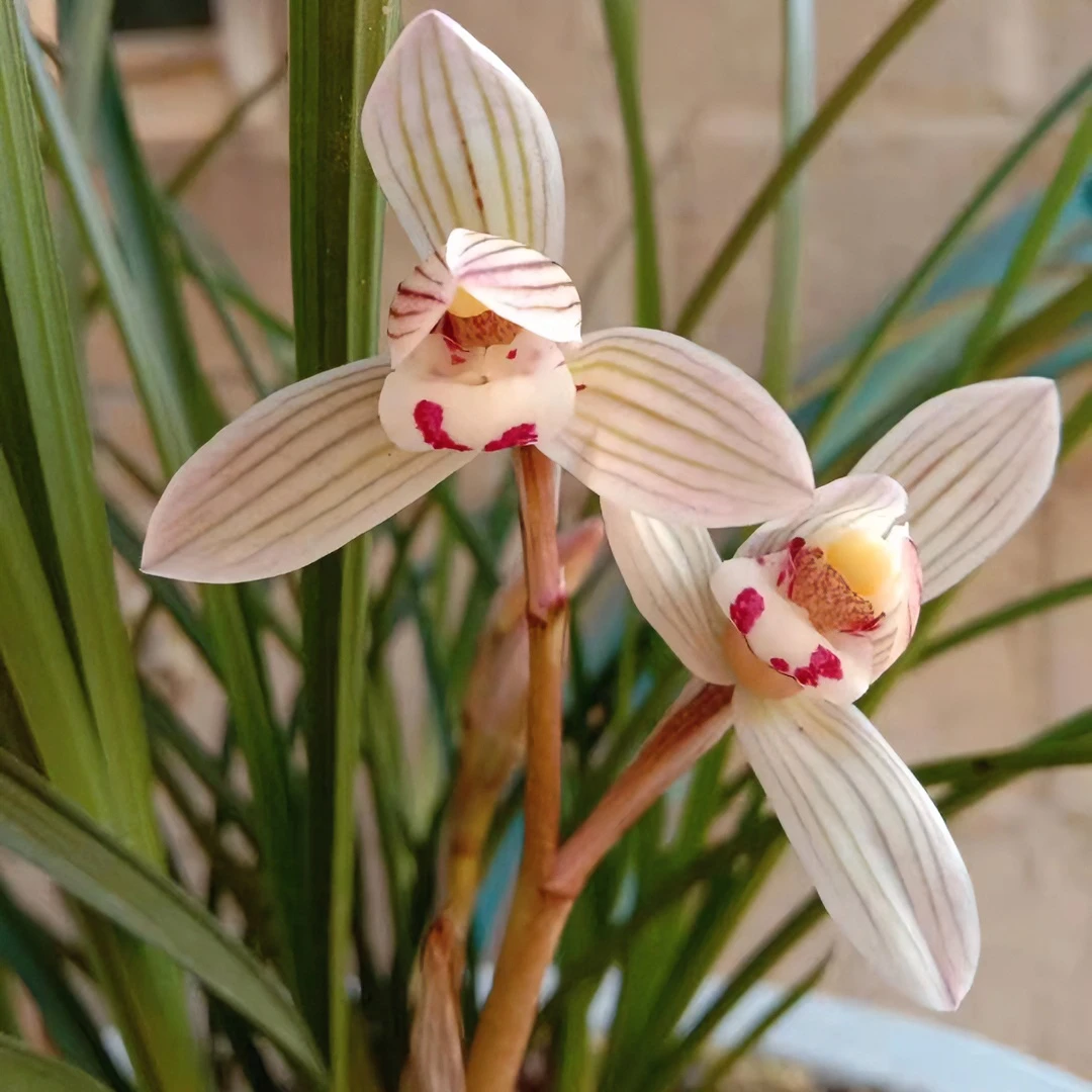 连瓣精品苗满两百包邮 拍草也直播为准 老品种满三百包邮 特价除