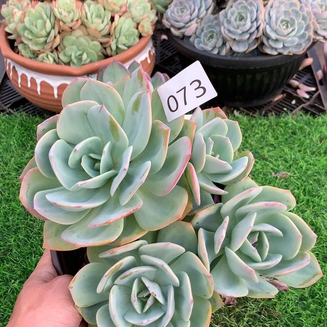 【闪购商品】73雪凤