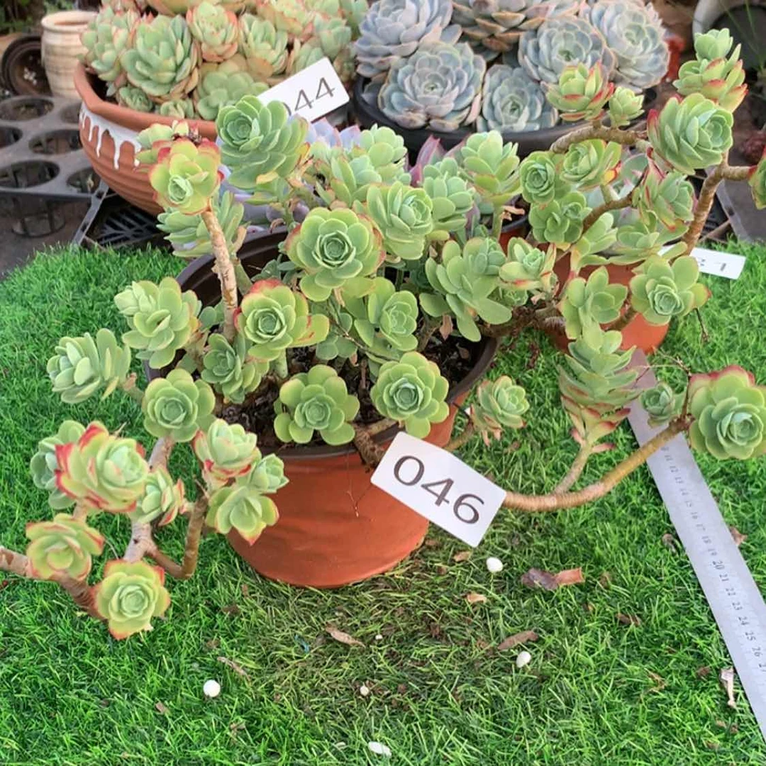 【闪购商品】46圆叶薄化妆