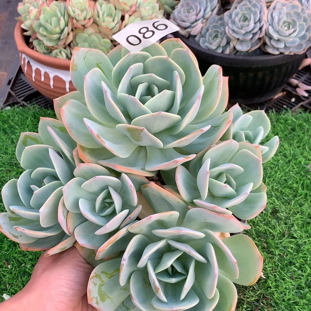 【闪购商品】86血凤