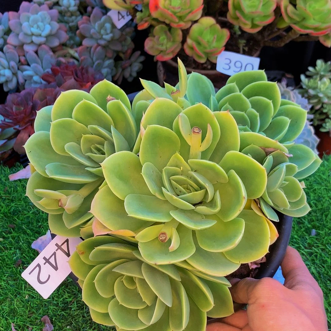 442 一物一拍多肉植物