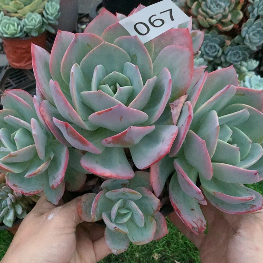 【闪购商品】哈**姐67大白凤