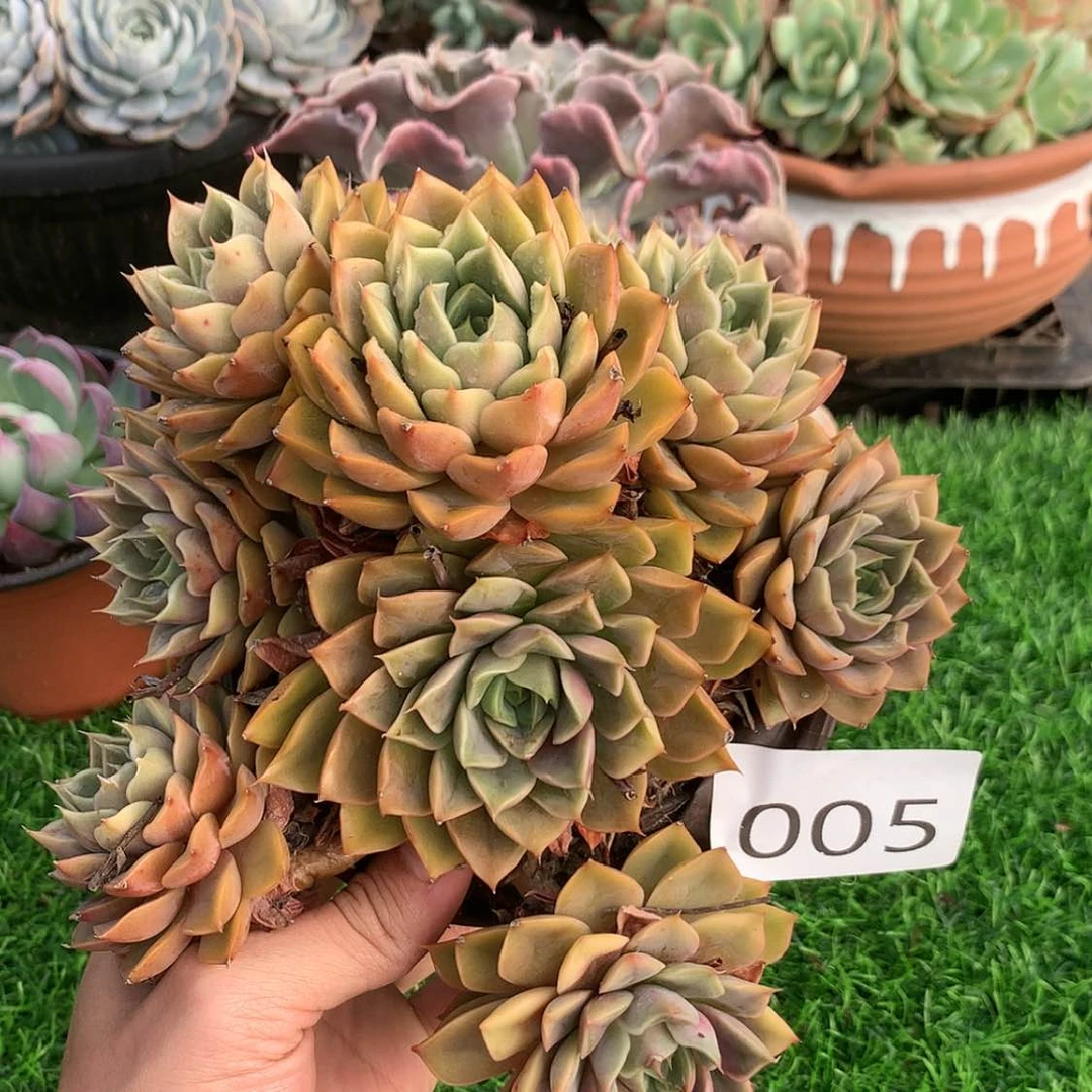 【闪购商品】5玫瑰夫人