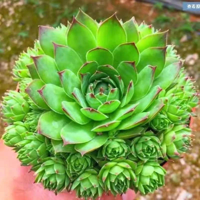 【新品】热销观音莲多肉植物办公室内花卉大颗好养活盆栽多肉老桩
