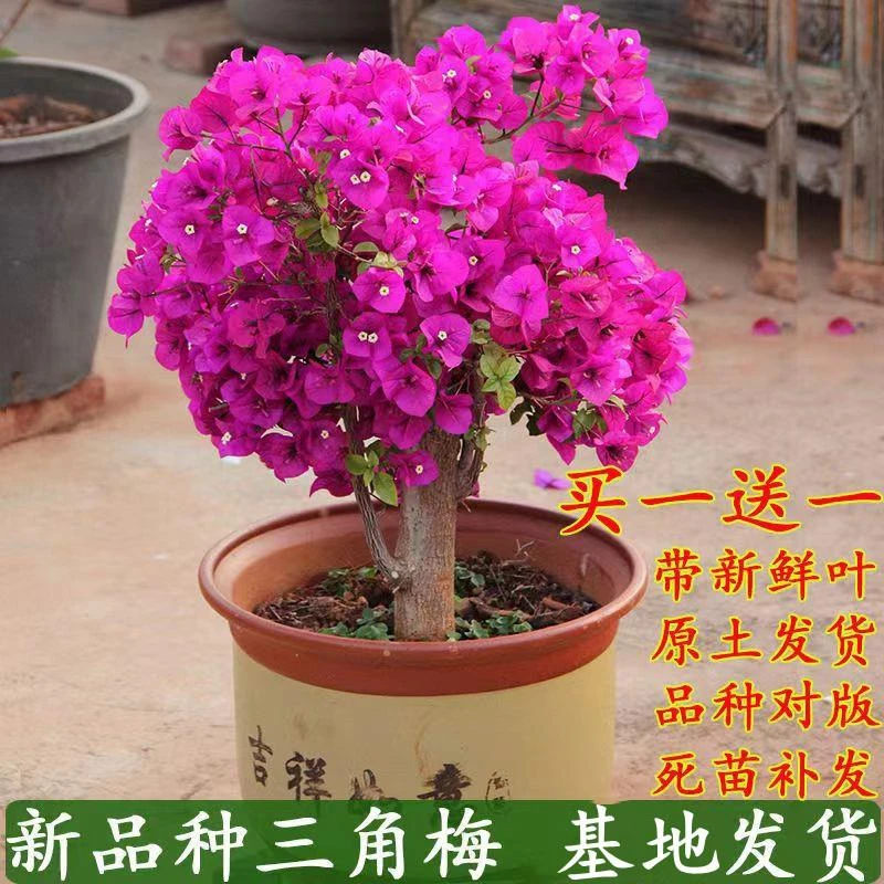 【新品】高颜值三角梅盆栽带花爬藤爬墙花卉植物易活攀爬树苗四季