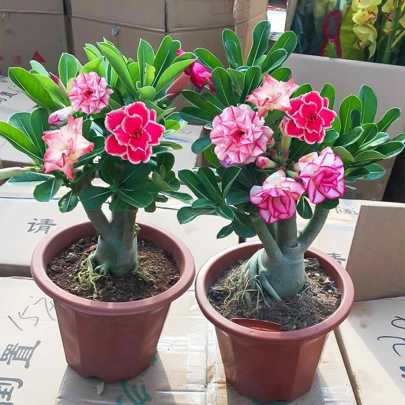 【新品】热销重瓣沙漠玫瑰花苗盆栽四季花卉绿植物老桩室内阳台小