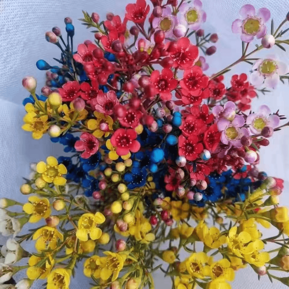 彩色腊梅一把300g