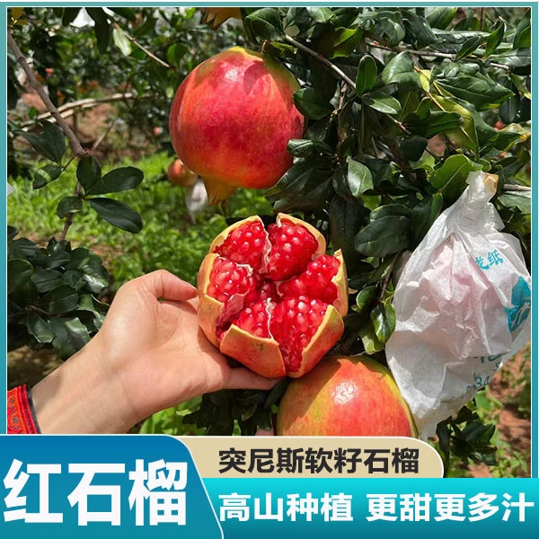 四川会理突尼斯软籽石榴新鲜水果红石榴应季水果整箱包邮