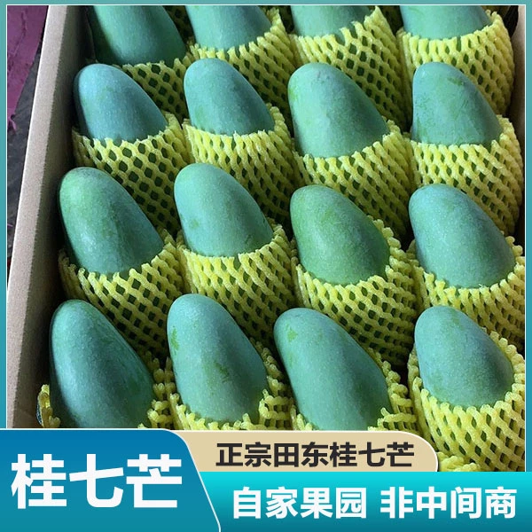 【广西桂七芒大果】新鲜水果芒果应季水仙芒热带水果大果爆甜青芒