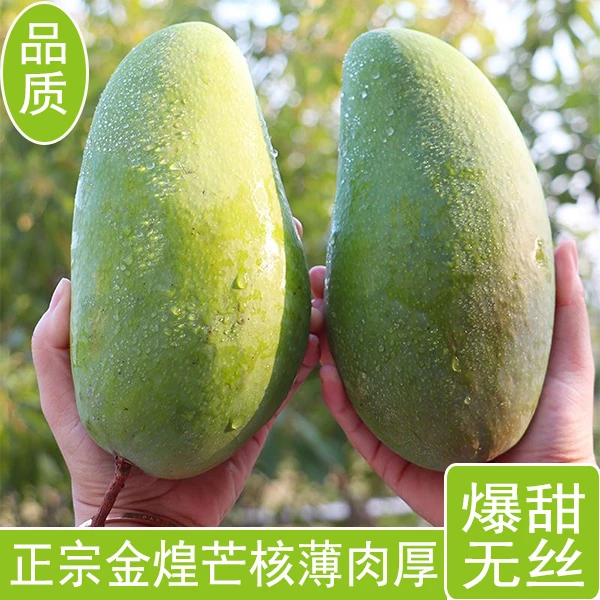 应季金煌芒果装整箱新鲜水果大青芒水仙芒薄皮肉厚大果尝鲜价