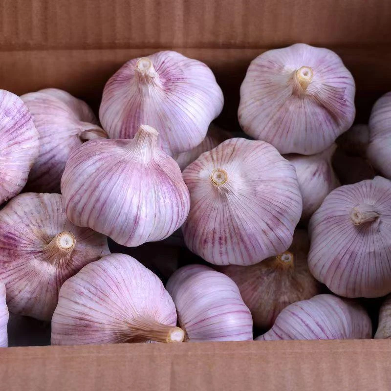 金乡大蒜新干大蒜头2025当季蔬菜批发紫白皮0.2-9斤可种植调味
