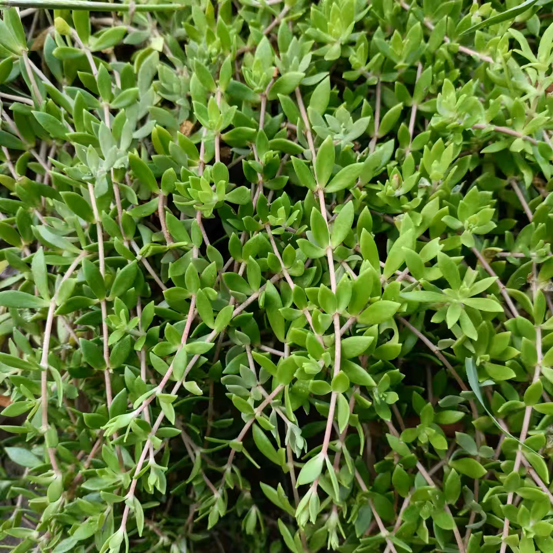 正宗野生垂盆草可食用养肝护肝阳台盆栽四季常青吊兰绿植耐寒室内