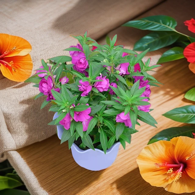 重瓣凤仙花简单四季播种指甲花籽懒人阳台指甲花卉盆栽太阳花种子