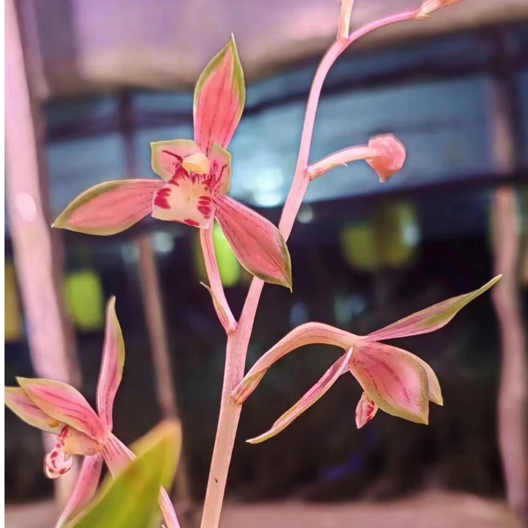 沁鲜园建兰荷型中透复色花夏季多次开花清香花高出架叶带先明艺