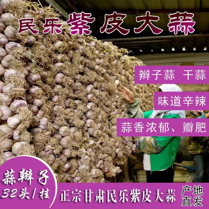 甘肃农家精选30头大蒜辫子2025年民乐紫皮大蒜蒜辫子装可留种