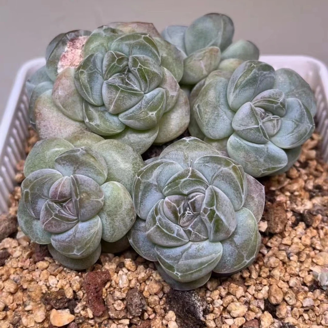 精品多肉冰玉一物一拍