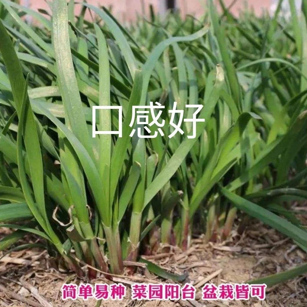 紫根韭菜种子四季盆栽种籽根红根宽叶根苗蔬菜苗籽种孑大叶籽大全