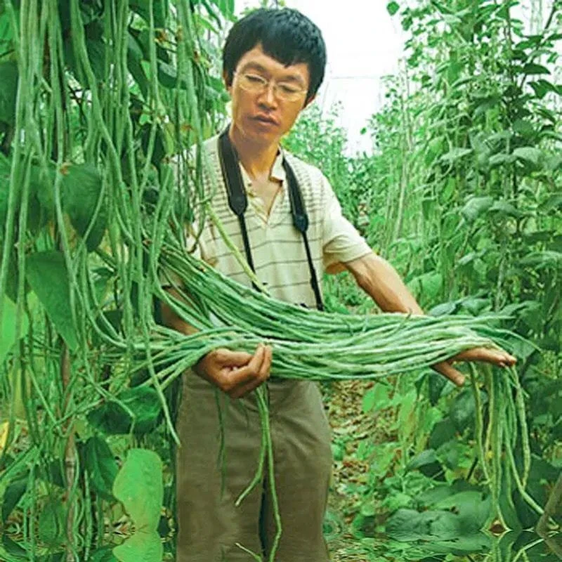 摘不败一米长豆角豇豆种子春秋庭院田园易种蔬菜种子简单