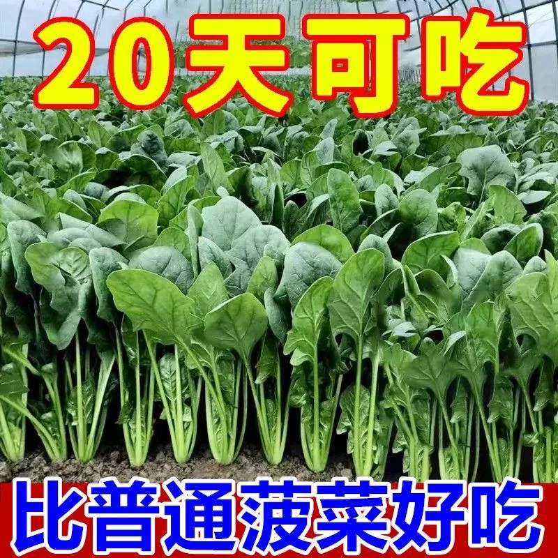 【卖爆啦】菠菜种子大叶菠菜籽耐热耐寒菠菜种籽秋冬蔬菜种子