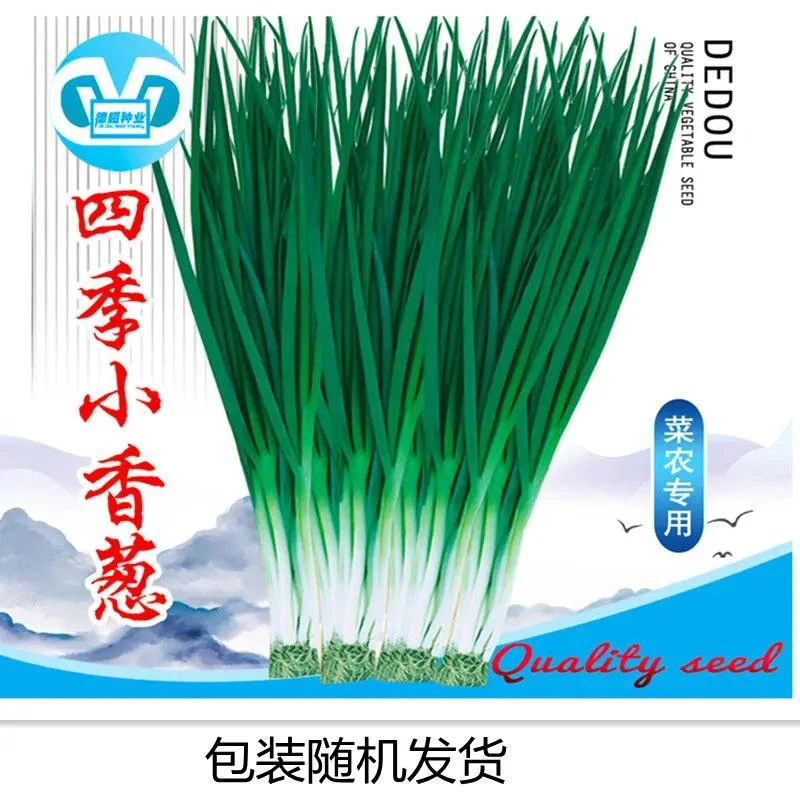 小香葱籽种子四季易种小葱种子阳台室内盆栽葱种子家庭菜蔬果种子