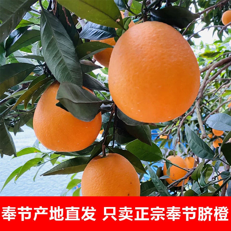 赣南脐橙新鲜现摘产橘子地直发橙子甜橙小果榨汁3-9斤整箱包邮