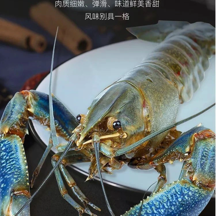 (鲜活) 淡水澳洲蓝龙虾 鲜活饱满 活体发货 同城包活 新鲜