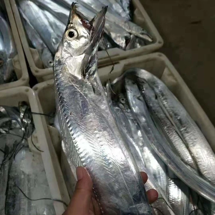 新鲜手竿250g-350g钓带鱼/一条
