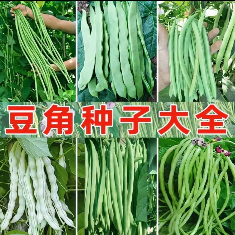 高产长豆角种子早熟豆角种籽豇豆种子四季豆芸豆易播种蔬菜种子