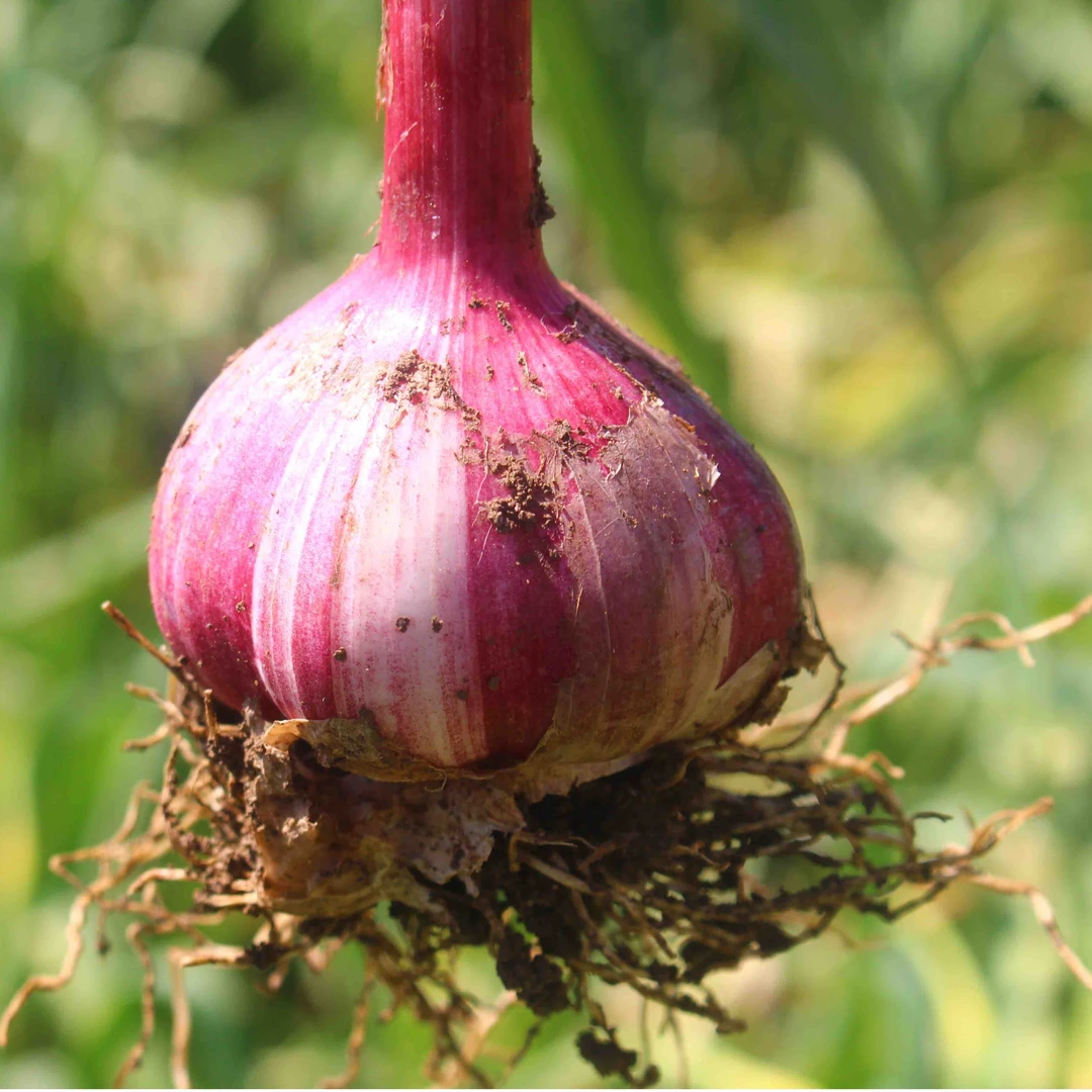 大山小敏（紫皮多瓣蒜）云南种植传统正宗紫皮多瓣蒜干蒜头调味好吃