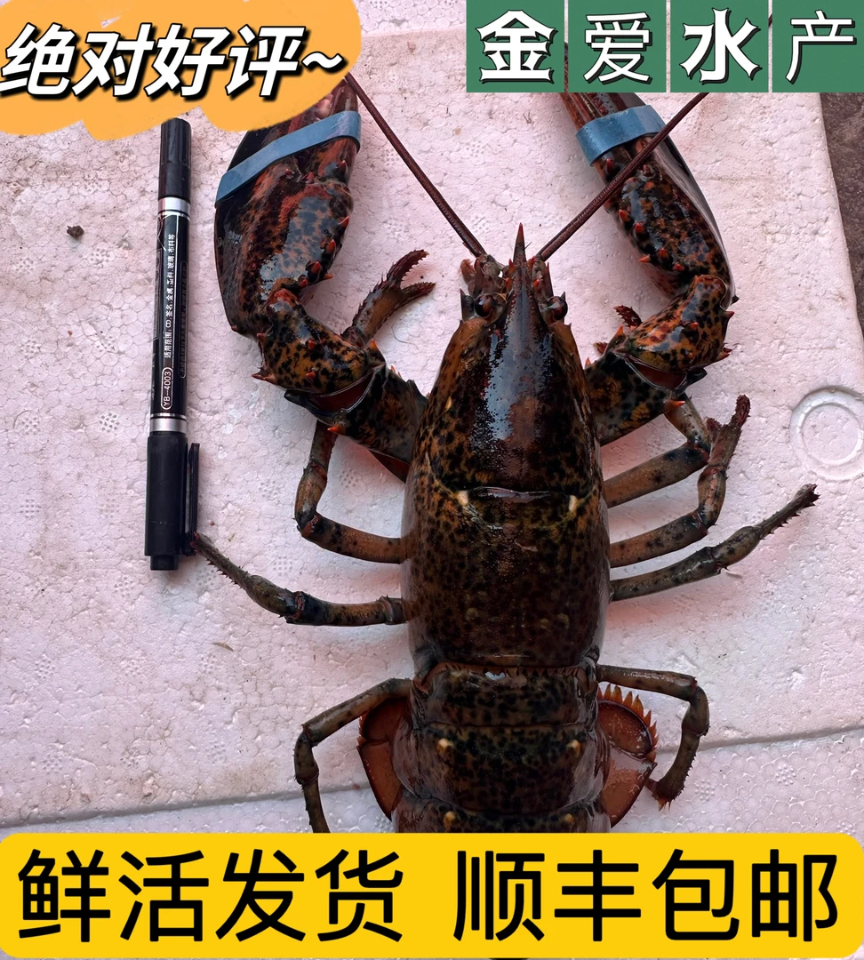 连云港发货波龙鲜活波士顿龙虾0.9-1斤/只保鲜不保活 顺丰包邮