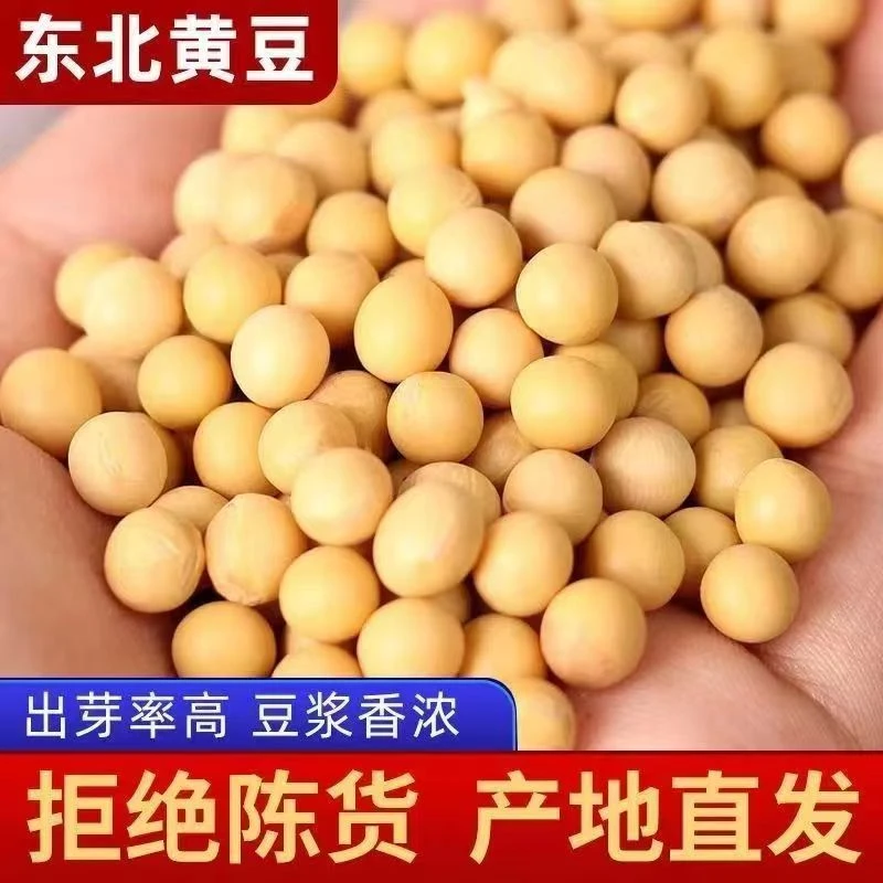 【今日特价】东北能发豆芽的黄豆发黄豆芽专用豆黑龙江省黄豆50克
