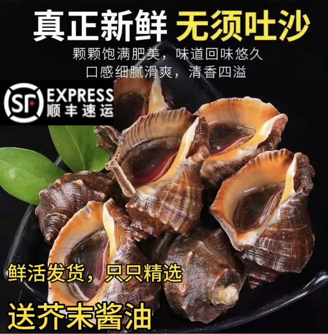 新鲜肥美海捕海螺4斤鲜活发货干净肉厚捕捞大海螺海螺鲜活发货