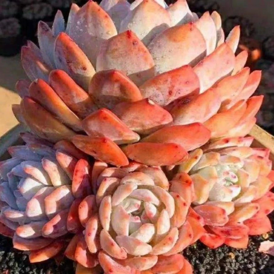 200-300链接叶涵花房精品多肉 昆明基地直发 满58包邮