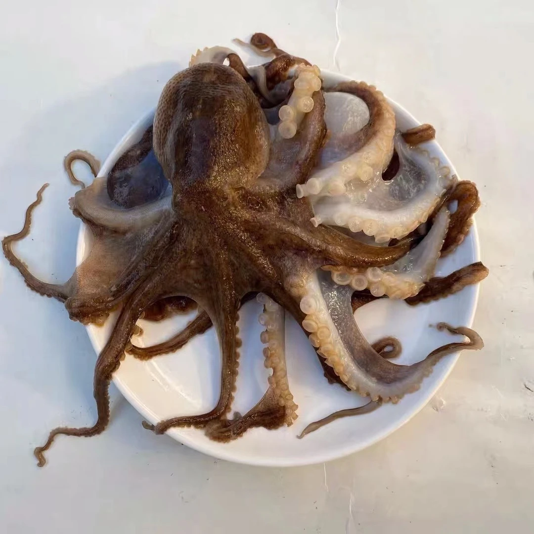 鲜活速冻 短腿八爪鱼3斤/4斤/6斤（每斤4-6只）（每包500克）