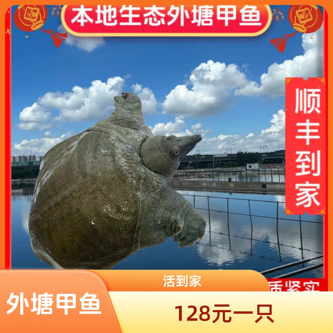 【2-3年】外塘生态甲鱼水鱼包活到家顺丰发货