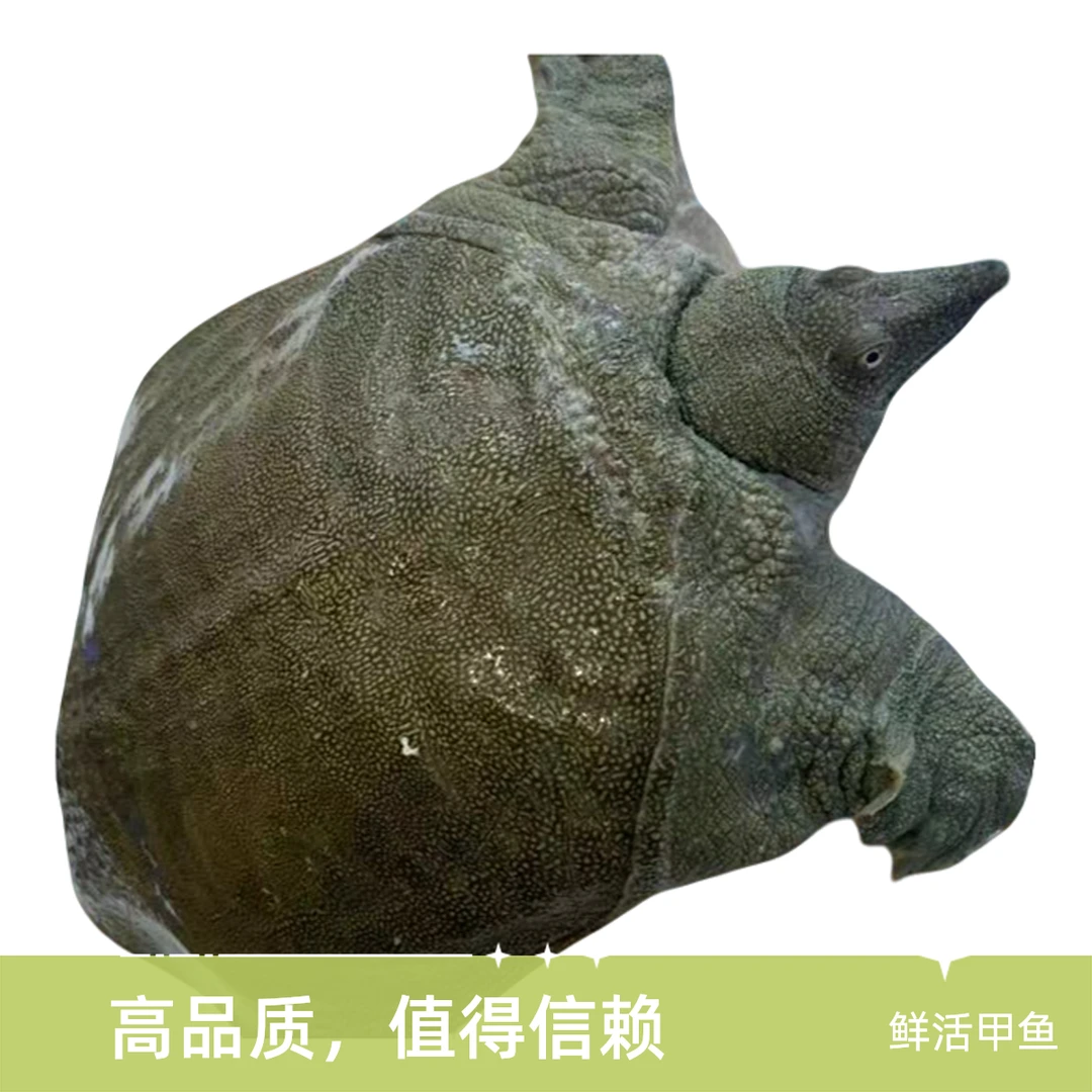 【中华鱼】直播间选鱼一物一拍顺丰包邮包活到家