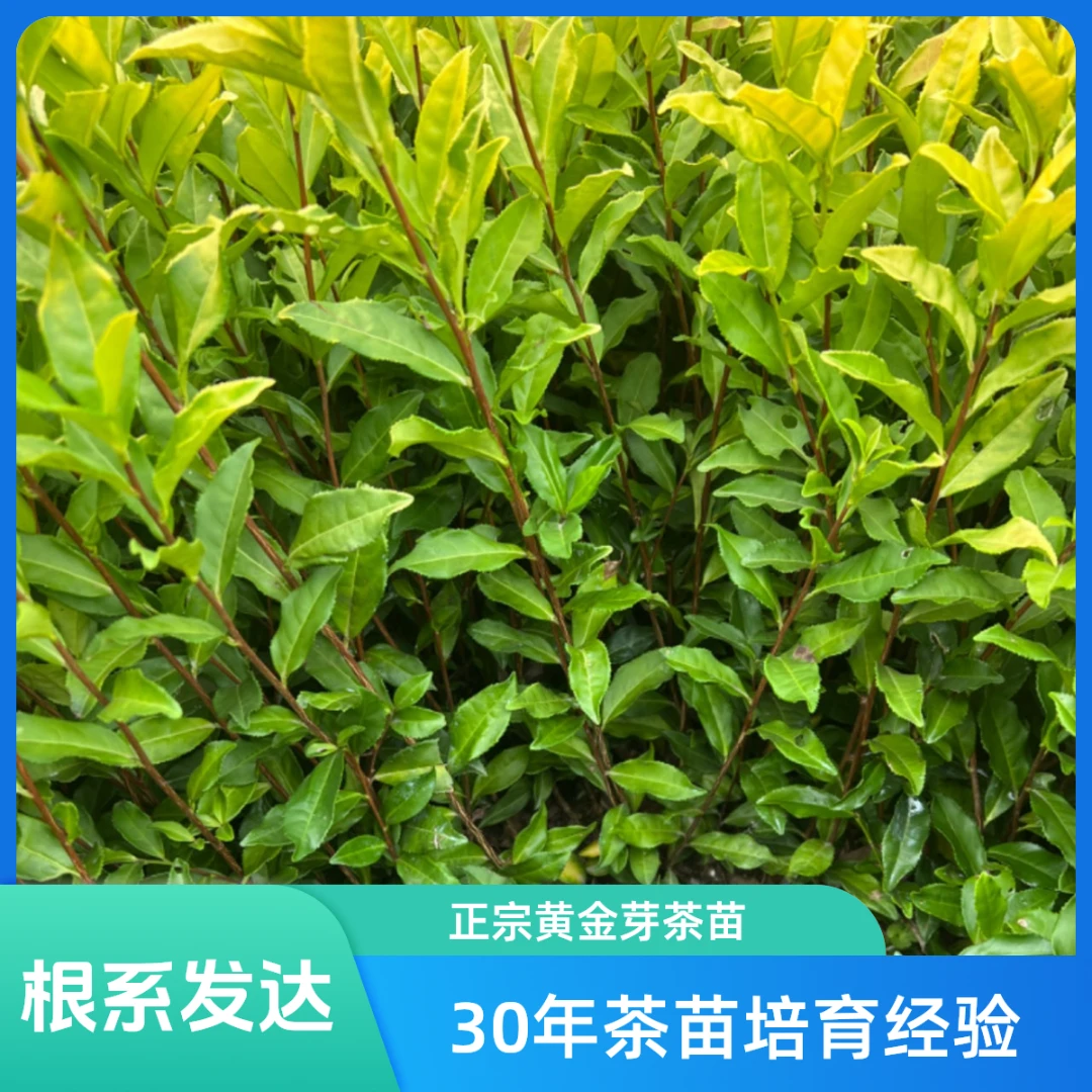 正宗黄金芽茶苗，黄金叶茶苗，中黄三号茶苗，根系发达 苗圃基地直发