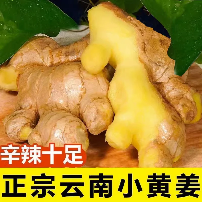 【坏果包赔】正宗云南小黄姜新鲜生姜老姜农家自种高山现挖姜土姜