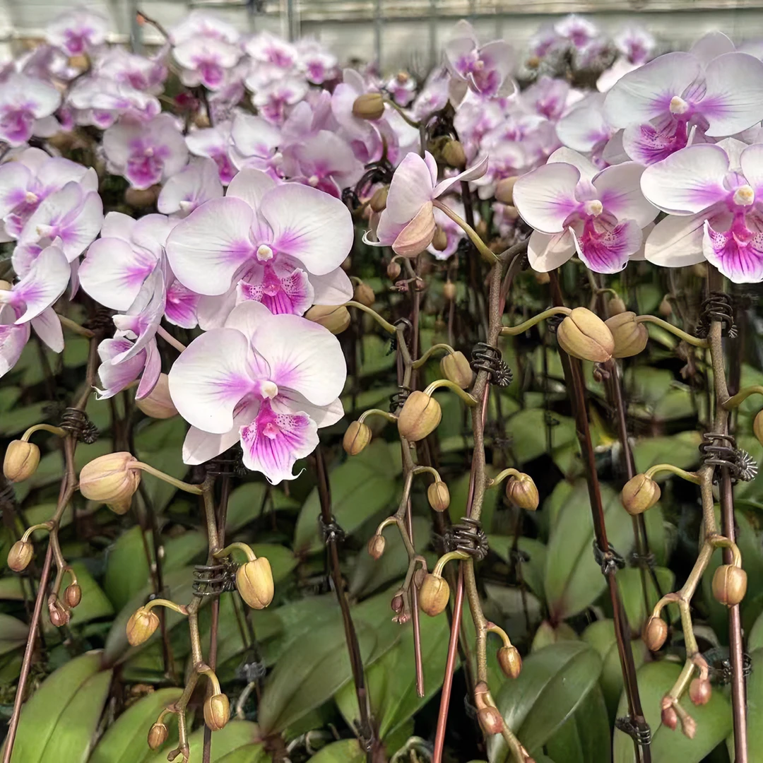 烟火蝴蝶兰（花苗）中大型花 一点点蜡质（适合老手）蝴蝶兰