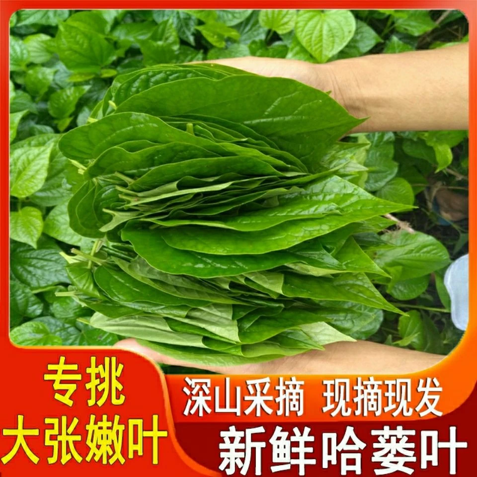 广西野生蛤蒌叶现摘现发新鲜假蒌叶蛤蝼叶山蒌炒田螺急捞叶50g包