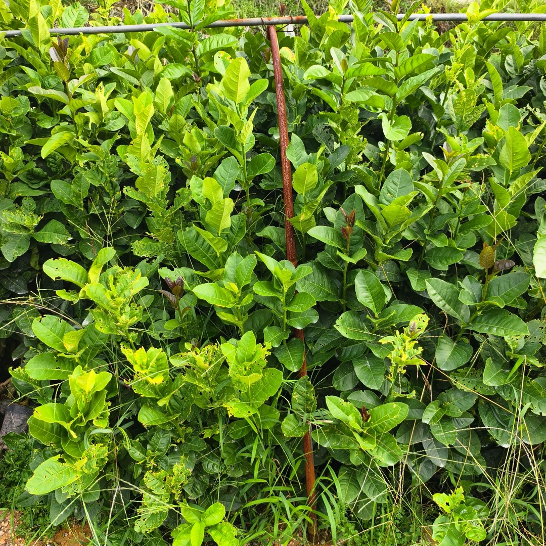 云南高山香橼树苗（易存活栽培1~2年挂果）