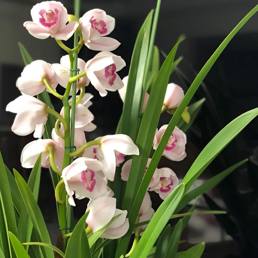 【诱惑】大花蕙兰年霄花 大花苞 室内盆栽 原土原盆 基地直发